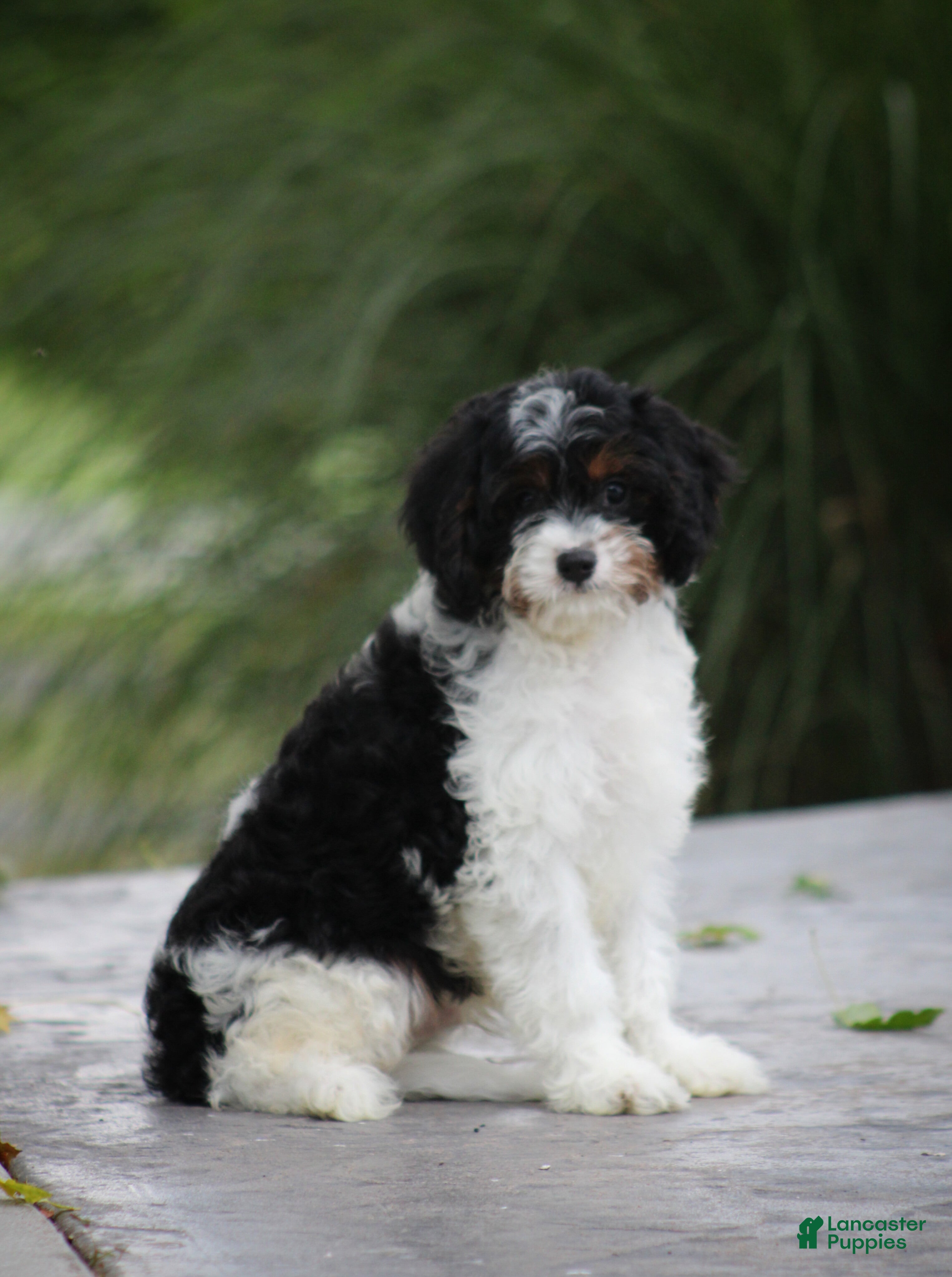 Cavapoo dogs Mickey - Ad 1