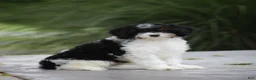 Cavapoo dogs for sale: Mickey - Ad 1