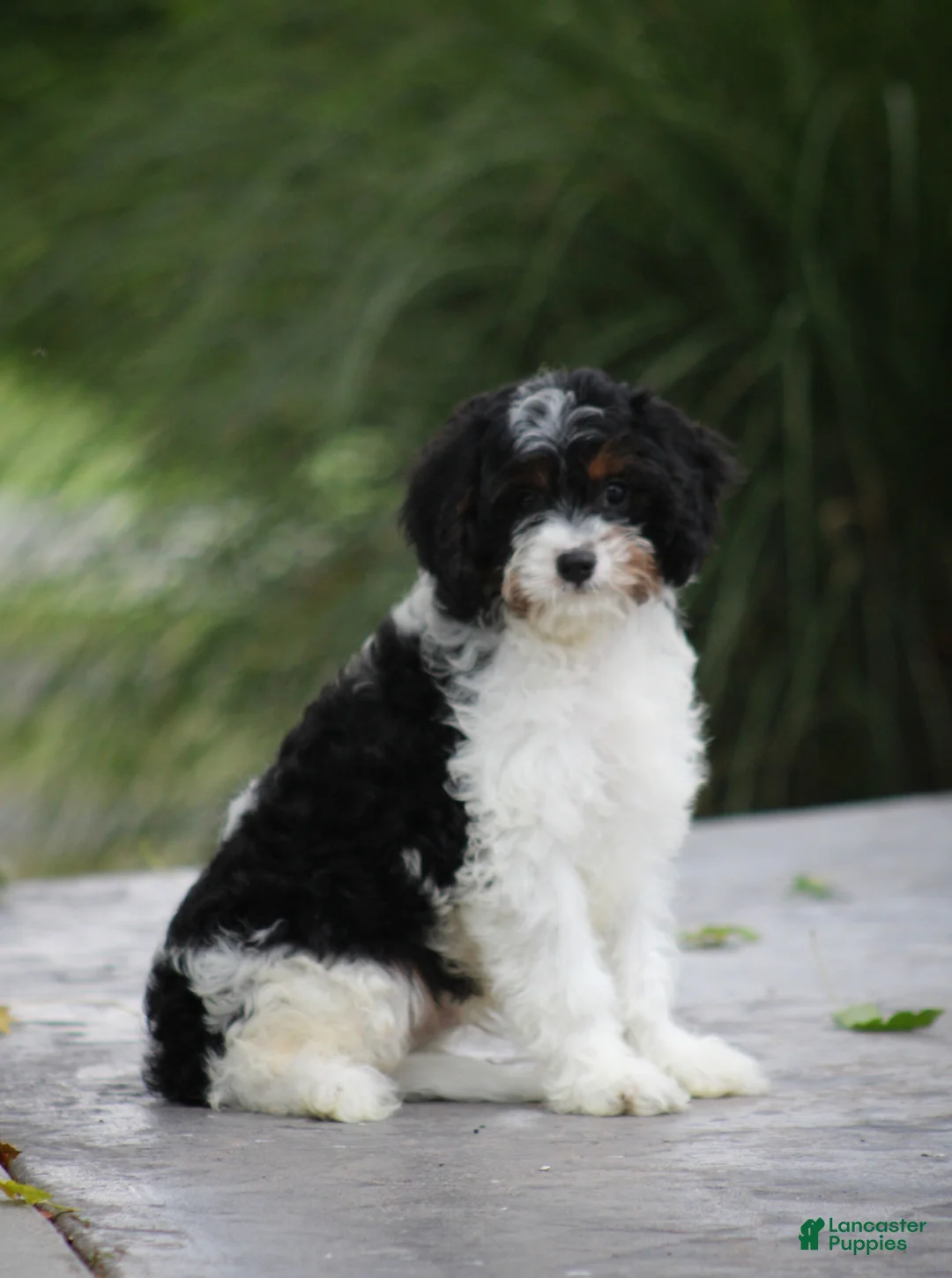 Cavapoo dogs for sale: Mickey - Ad 1