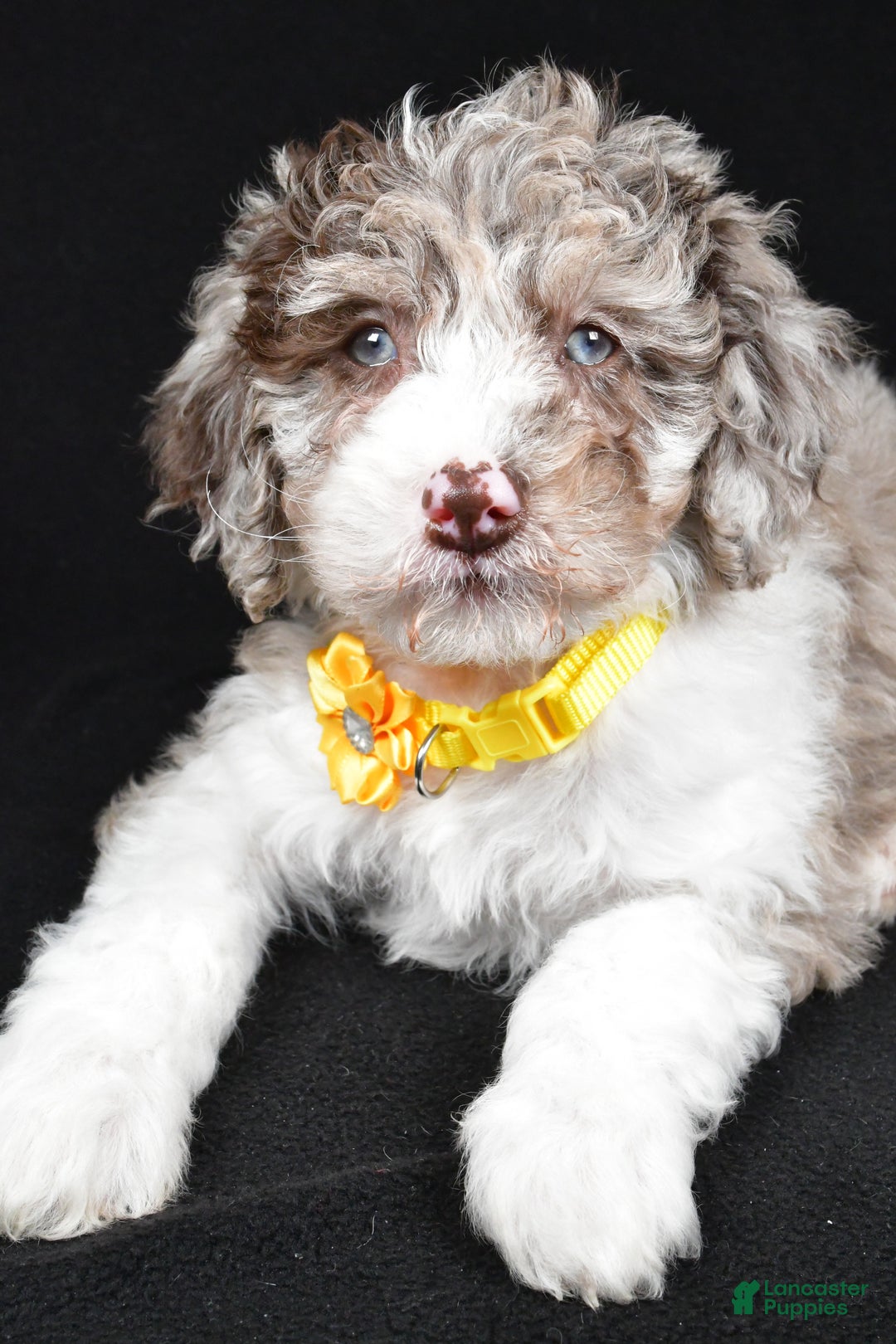 Sheepadoodle dogs for sale: Candy - Ad 5