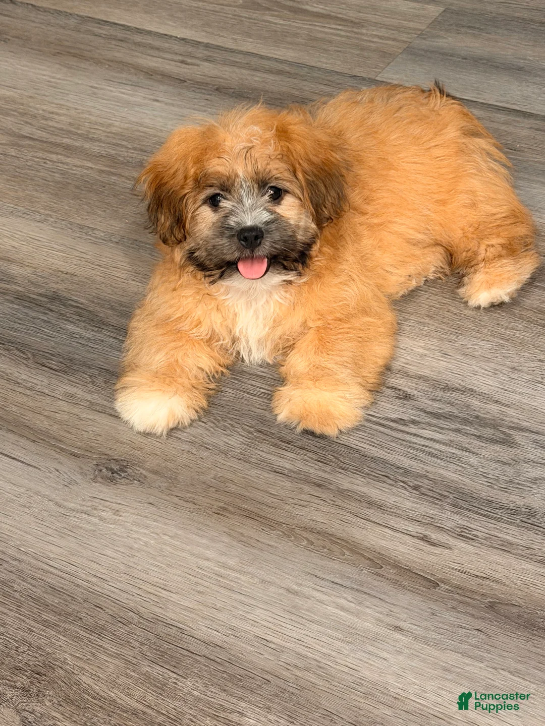 Mixed Breed dogs for sale: Milo - Ad 2