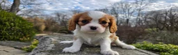 Cavalier King Charles Spaniel dogs for sale: Zion - Ad 7
