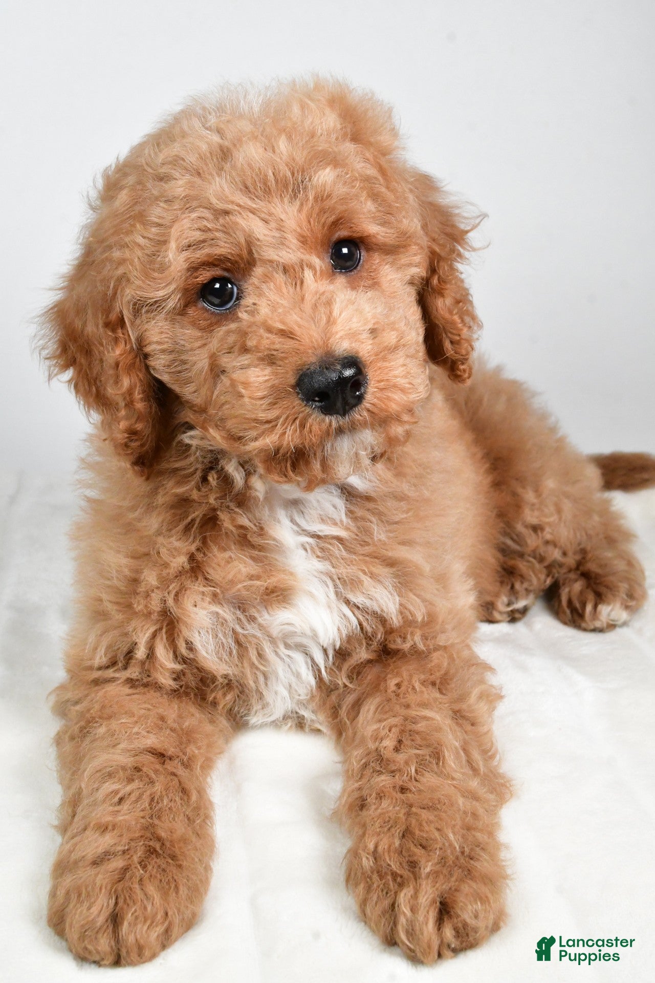 Cockapoo dogs dallas - Ad 4