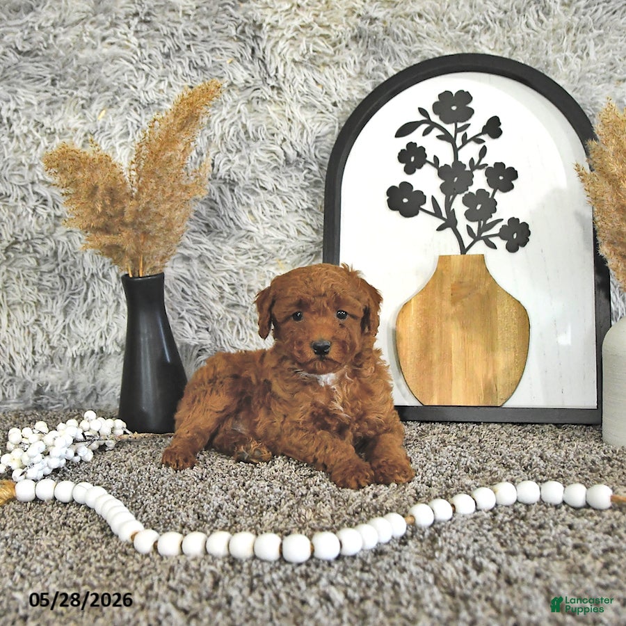 Toy Poodle dogs Jaxon - Ad 1