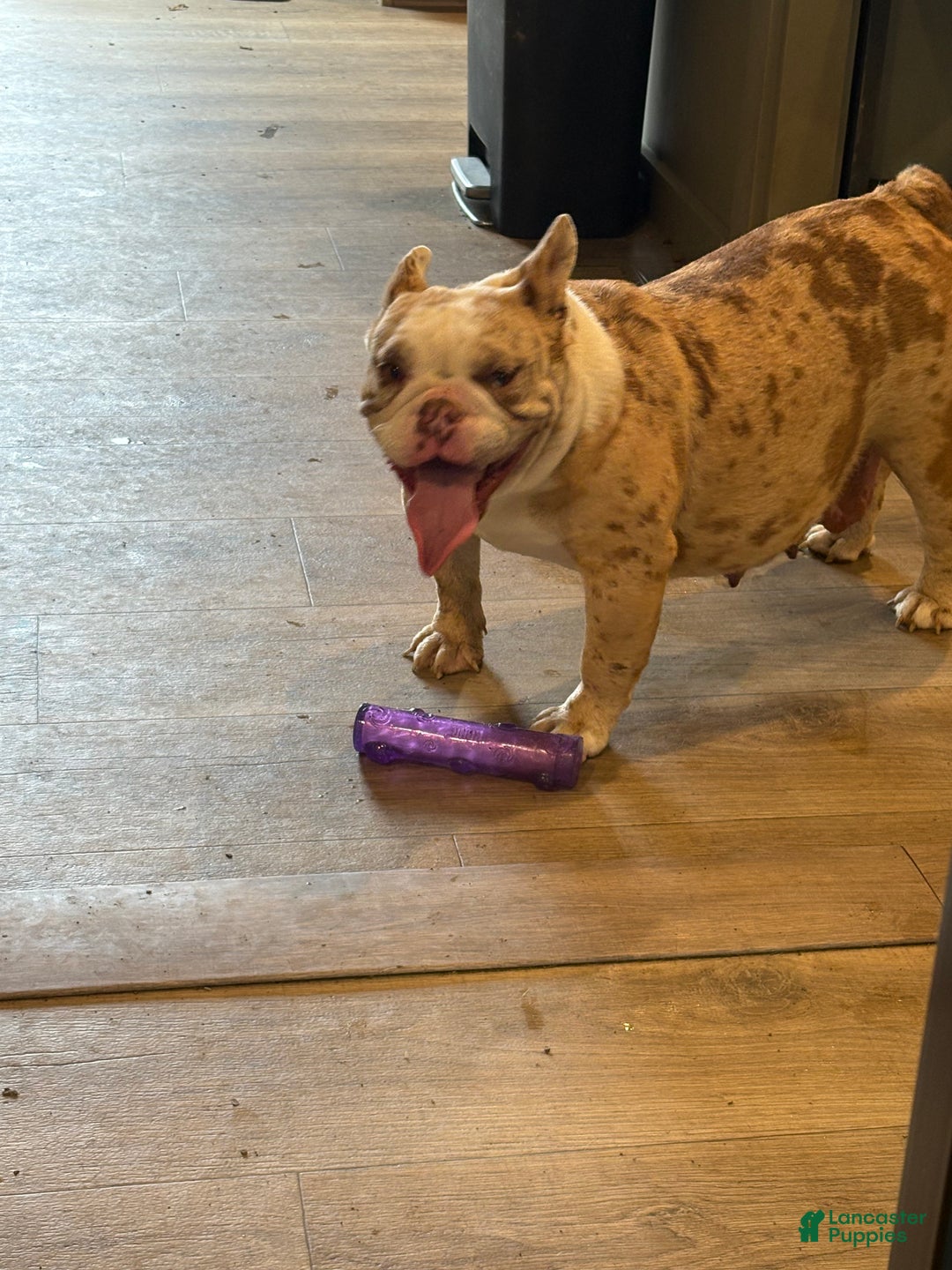 English Bulldog dogs for sale: English Bulldog Puppy 1 - Ad 2