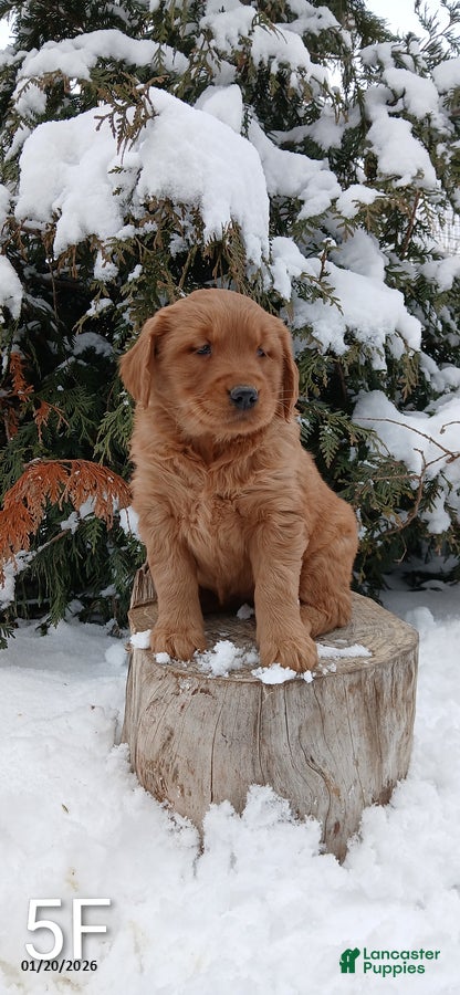 Golden Retriever dogs Molly - Ad 26