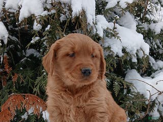 Golden Retriever dogs Molly - Ad 37