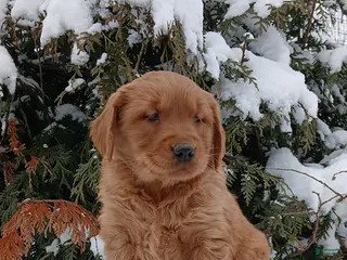 Golden Retriever dogs Molly - Ad 39