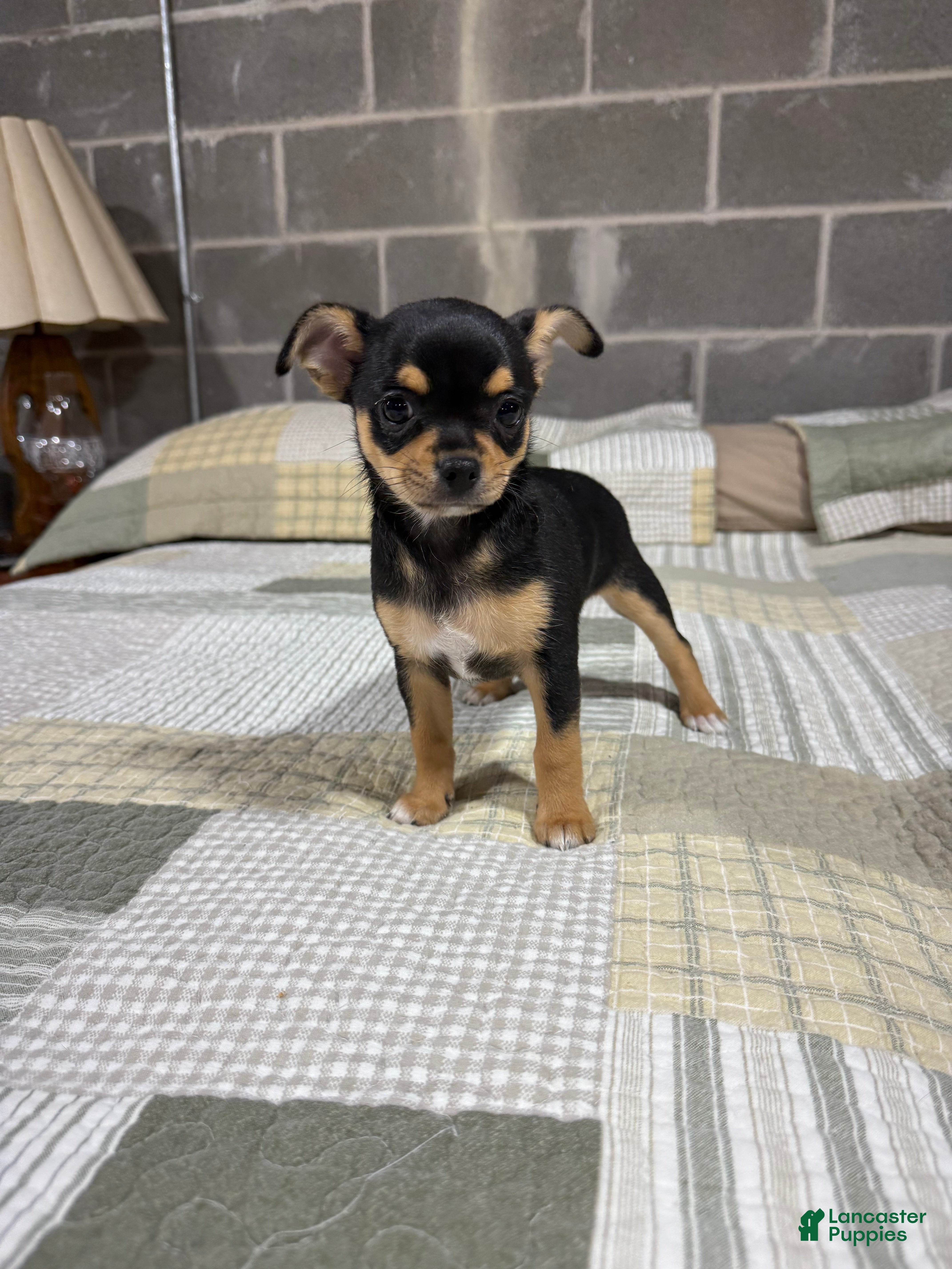 Chihuahua dogs Penny - Ad 2