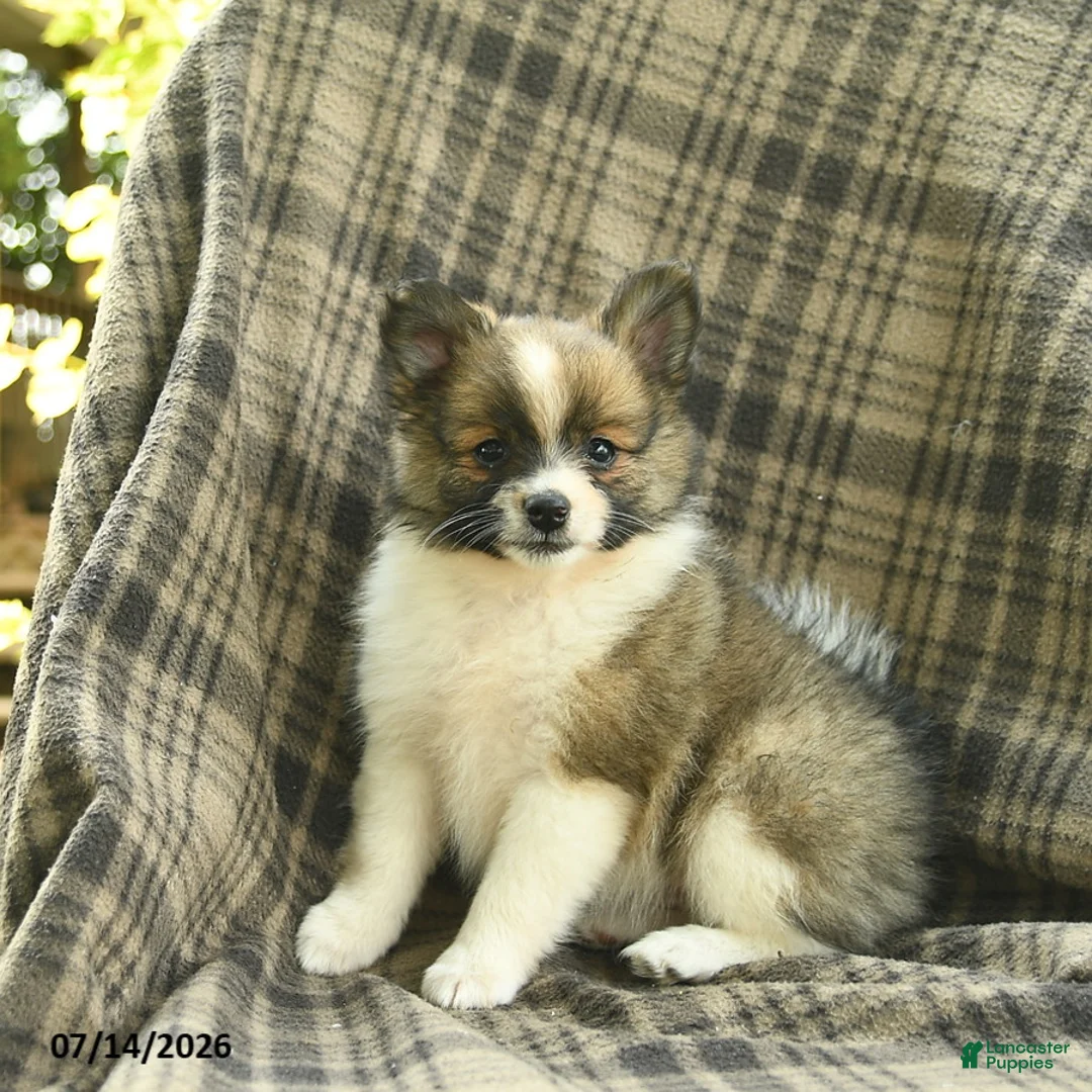 Pomeranian dogs for sale: Sunny  - Ad 2