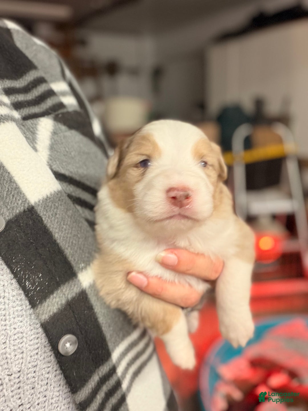 Australian Shepherd dogs for sale: Australian Shepherd Puppy - Hamilton  - Ad 5
