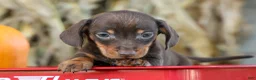 Miniature Dachshund dogs for sale: Zippy🐾 - Ad 10