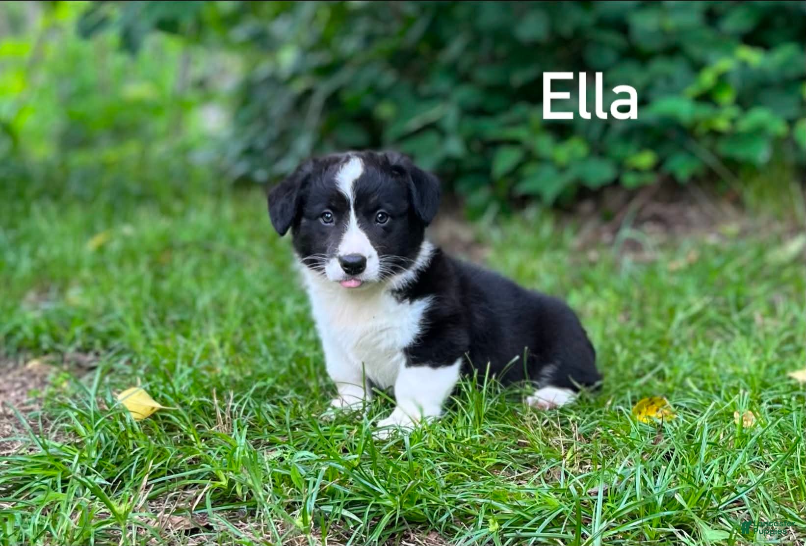 Welsh Corgi Cardigan dogs Ella - Ad 1