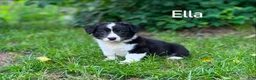 Welsh Corgi Cardigan dogs for sale: Ella - Ad 1