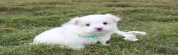Maltese dogs for sale: Benny  - Ad 7