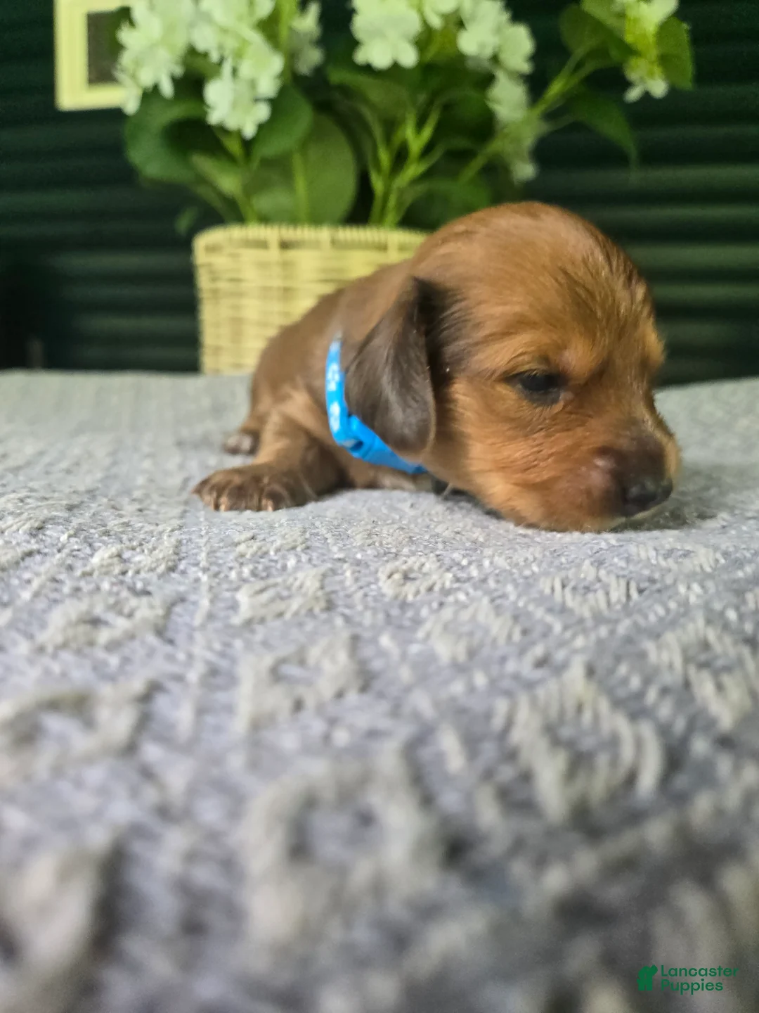 Miniature Dachshund dogs for sale: Cinnamon - Ad 2