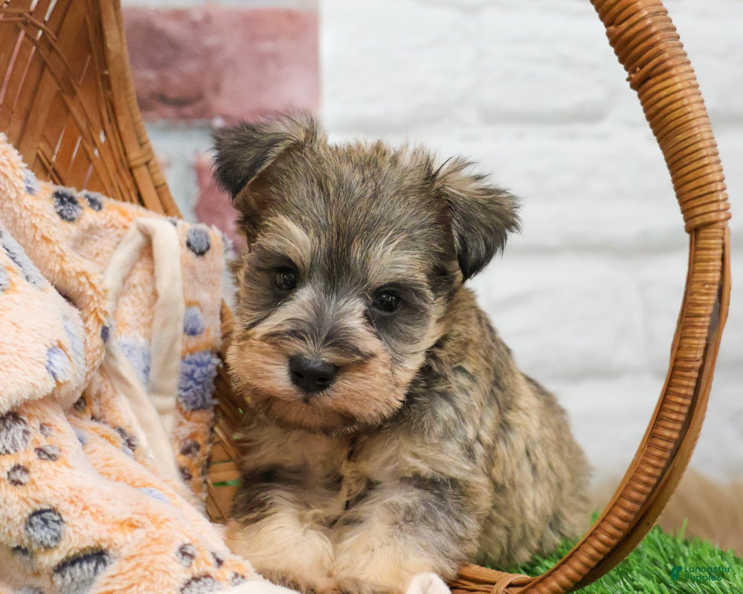 Miniature Schnauzer dogs for sale: Thor - Ad 1
