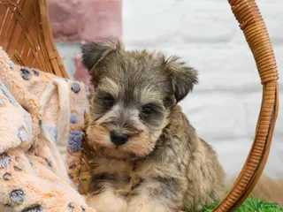 Miniature Schnauzer dogs Thor - Ad 36