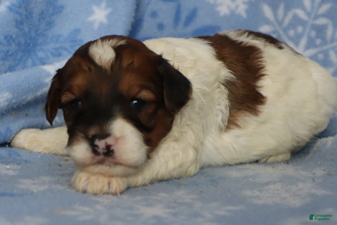 Mini Goldendoodle dogs for sale: Lyndon - Ad 2