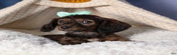 Miniature Dachshund dogs for sale: Cleo - Ad 18