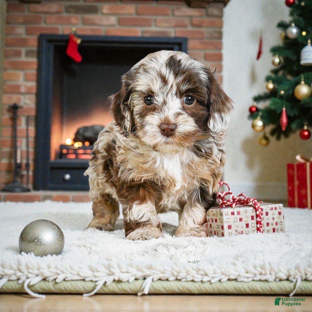 Cockapoo dogs for sale: dixie - Ad 1