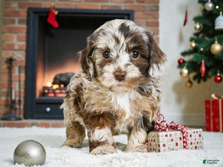 Cockapoo dogs dixie - Ad 7