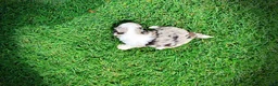 Havapoo dogs for sale: Sadie - Ad 8