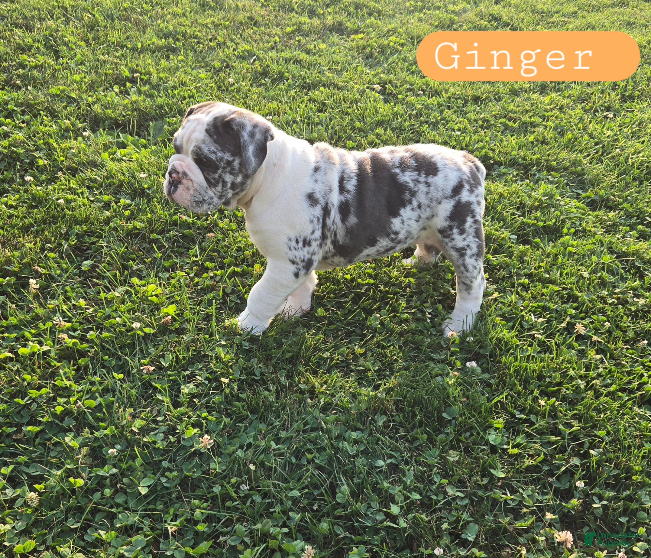 Olde English Bulldogge dogs Ginger - Ad 2