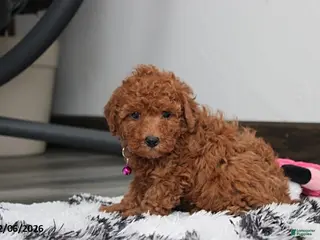 Bichpoo dogs Trixie - Ad 1