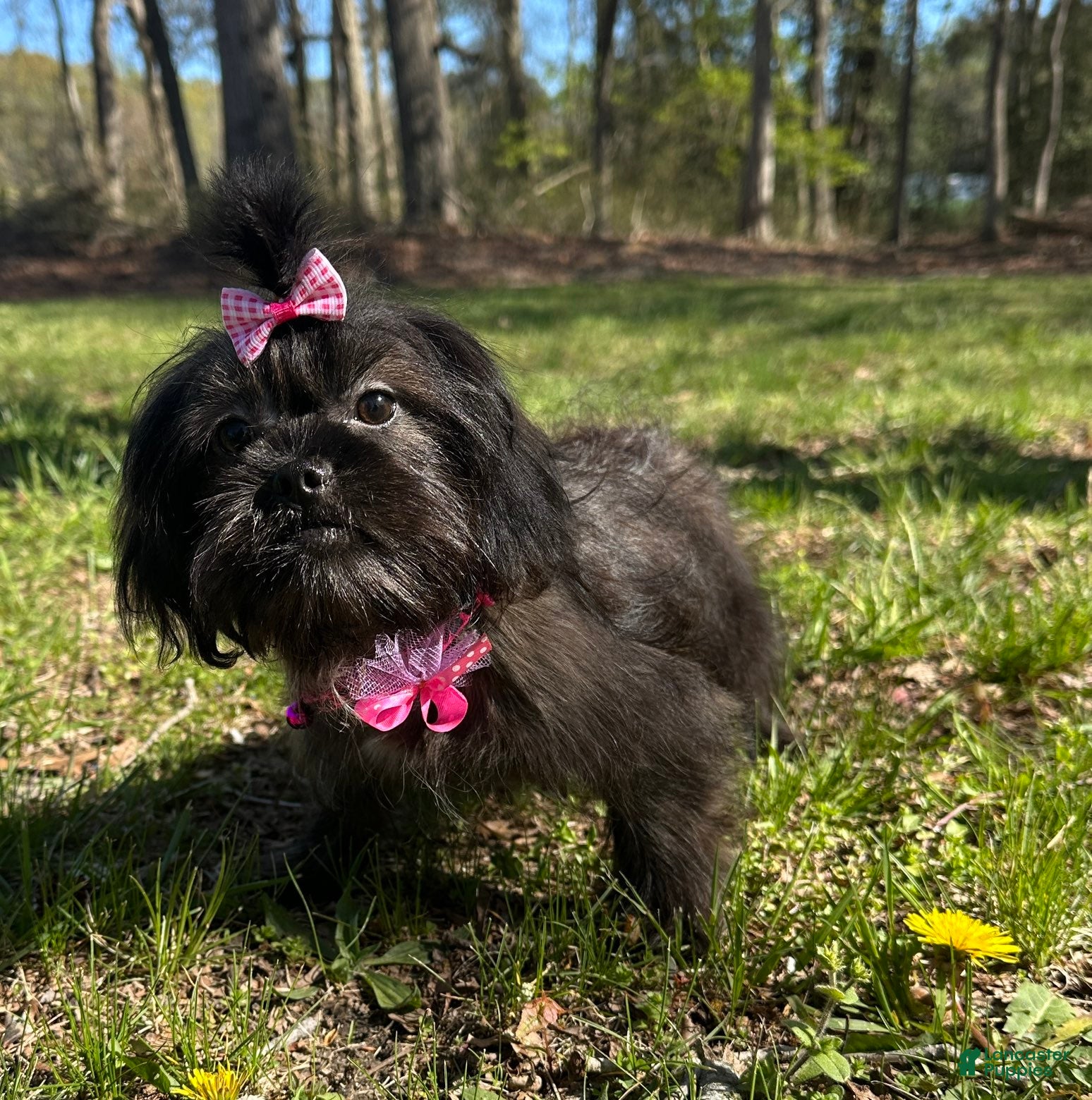 Mixed Breed dogs Molly - Ad 1