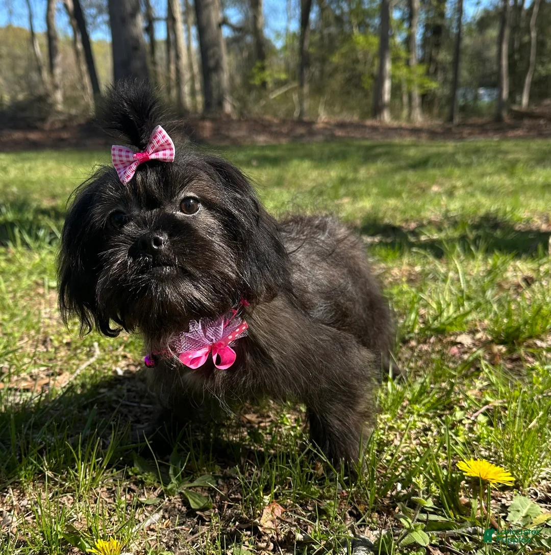 Mixed Breed dogs for sale: Molly - Ad 1