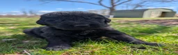 Newfoundland dogs for sale: Hero - Ad 21
