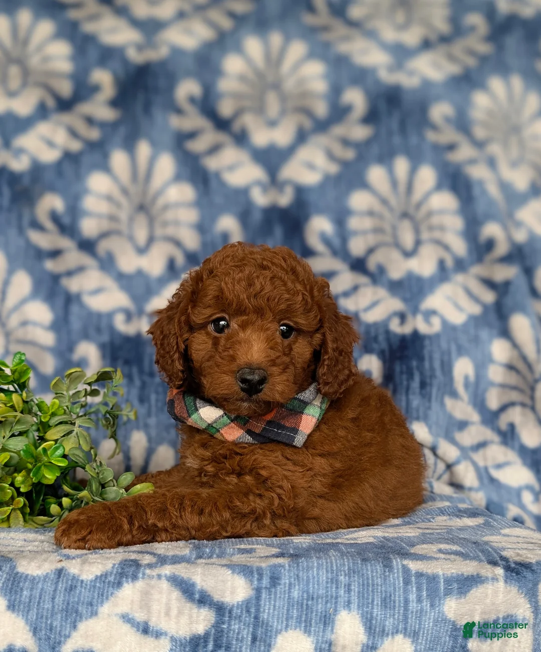 Miniature Poodle dogs for sale: Rico - Ad 7