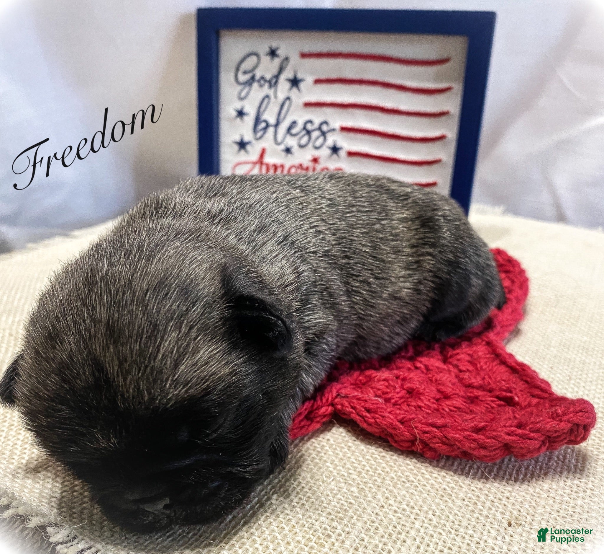 Pug dogs Freedom - Ad 2