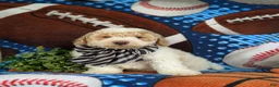 Bichpoo dogs for sale: Xavier - Ad 4