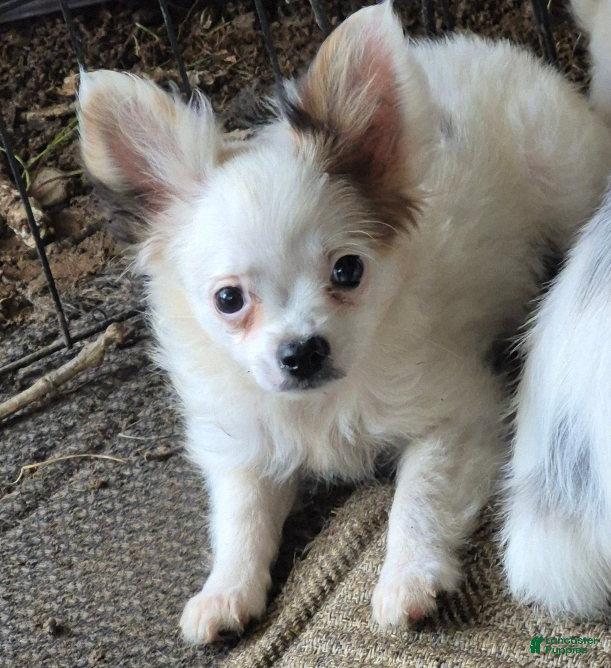 Chihuahua dogs Chihuahua 1 - Ad 8