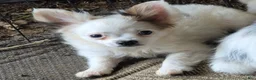 Chihuahua dogs for sale: Chihuahua 1 - Ad 1