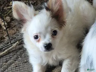 Chihuahua dogs Chihuahua 1 - Ad 8