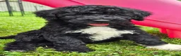 Mini Sheepadoodle dogs for sale: Stella - Ad 2