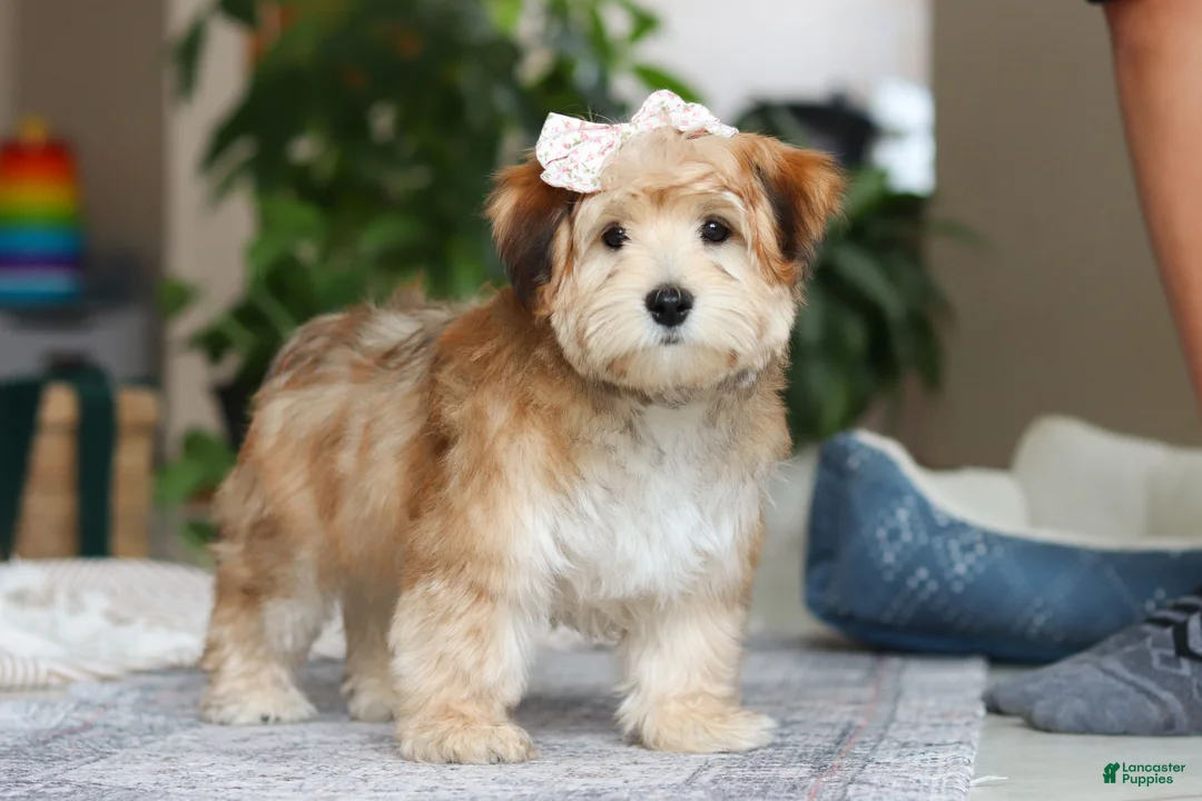 Morkie dogs for sale: Sarah - Ad 2