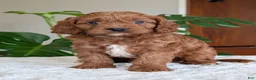 Cavapoo dogs for sale: Jake - Ad 32