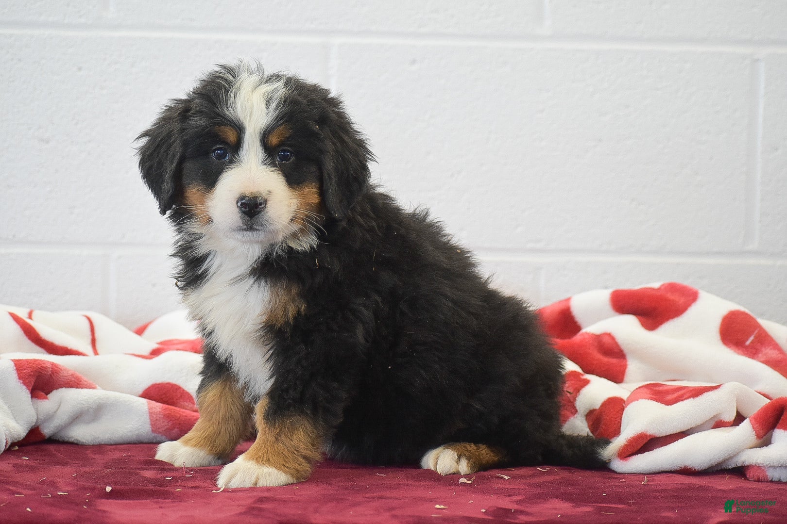 Bernese Mountain Dog dogs Elwood - Ad 8