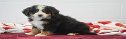Bernese Mountain Dog dogs for sale: Elwood - Ad 1