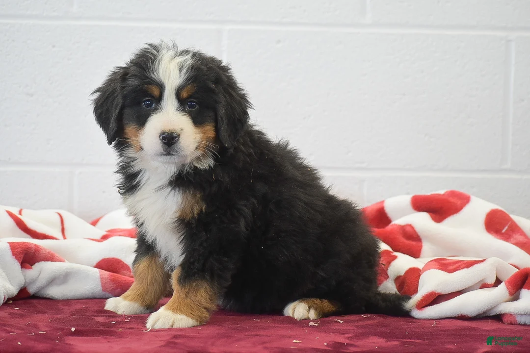 Bernese Mountain Dog dogs for sale: Elwood - Ad 1