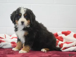 Bernese Mountain Dog dogs Elwood - Ad 8