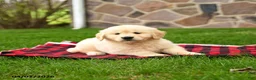Golden Retriever dogs for sale: Rosie - Ad 3