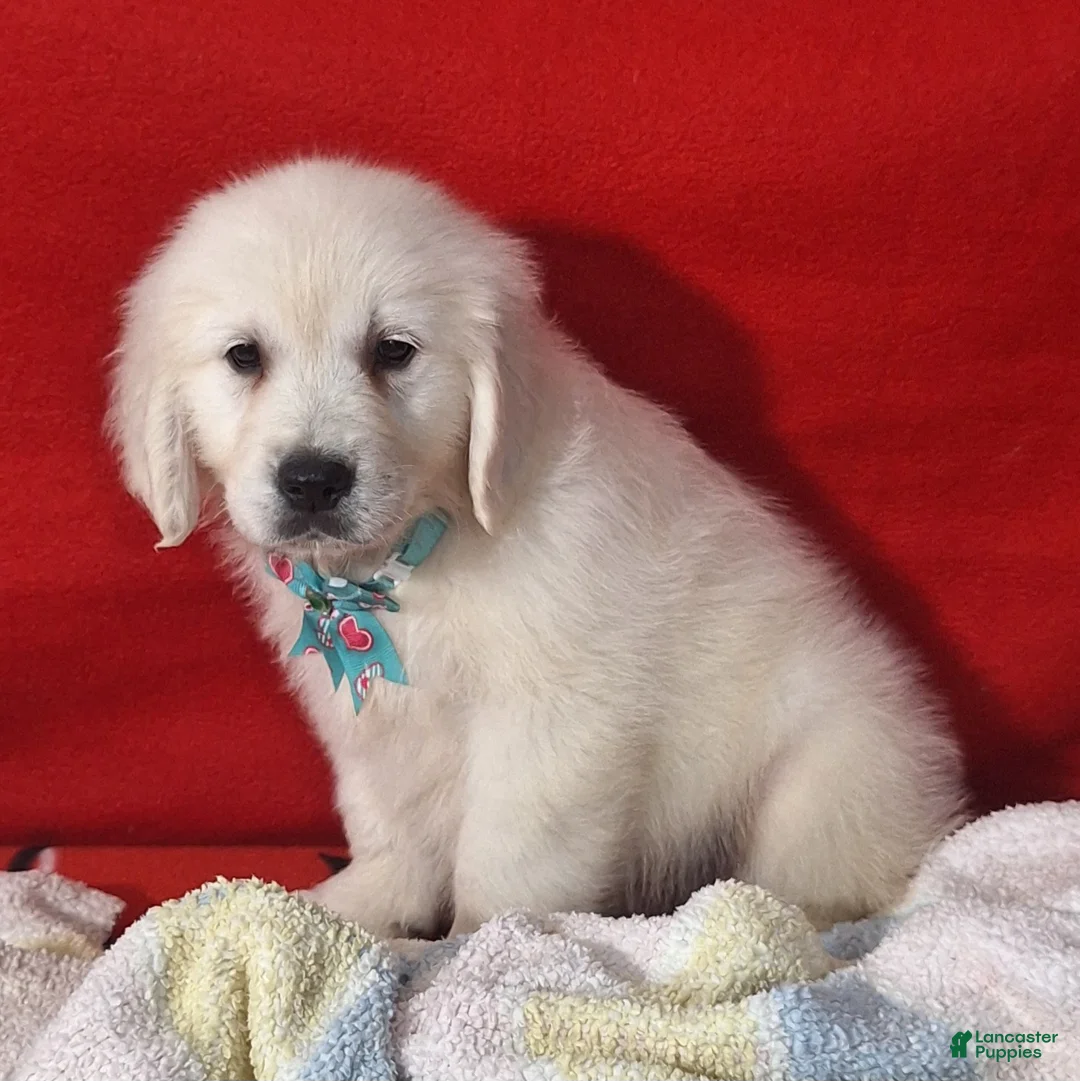 Golden Retriever dogs for sale: Baylor - Ad 2