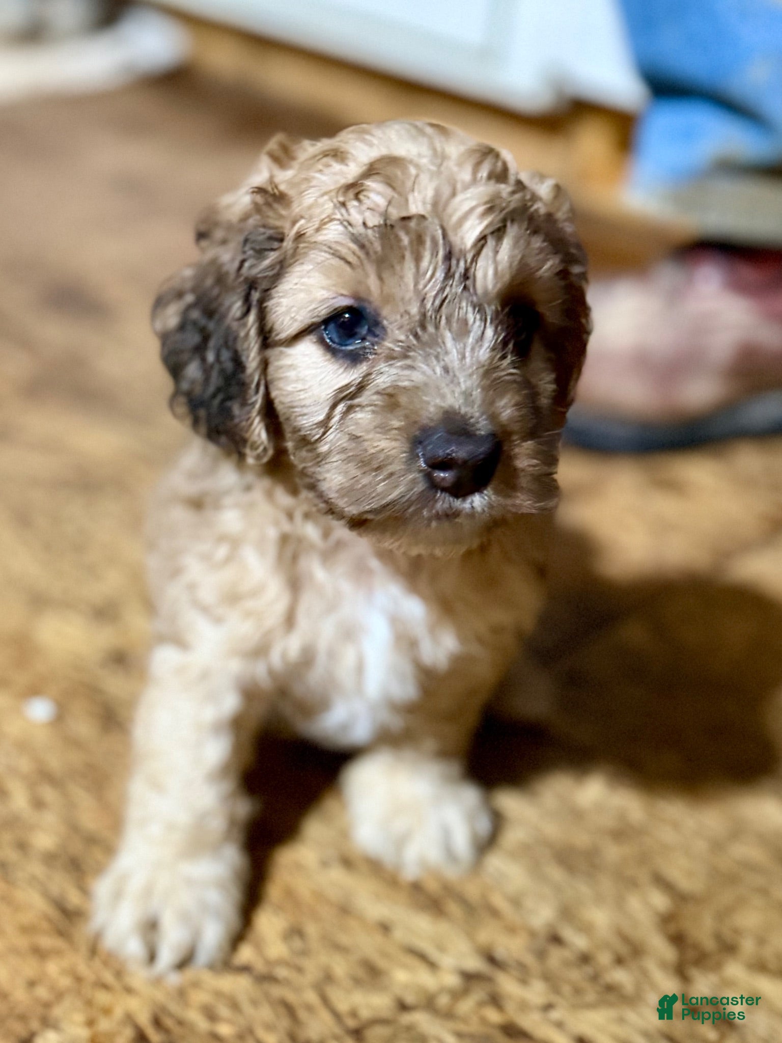 Cockapoo dogs Cockapoo 1 - Ad 13
