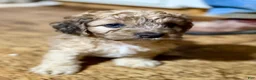 Cockapoo dogs for sale: Cockapoo 1 - Ad 1