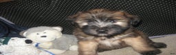 Soft Coated Wheaten Terrier dogs for sale: Dakota - Ad 1